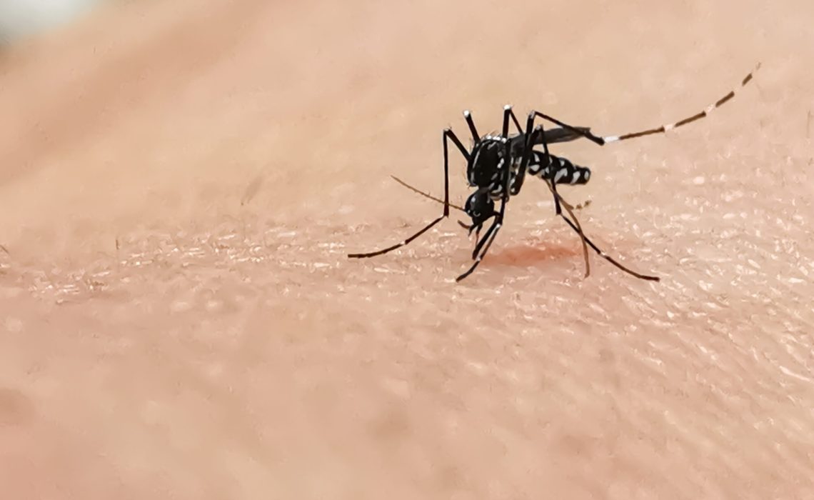 mosquito-bite-2022-11-16-17-30-51-utc